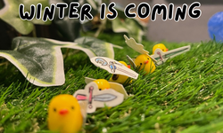 Winter is Coming